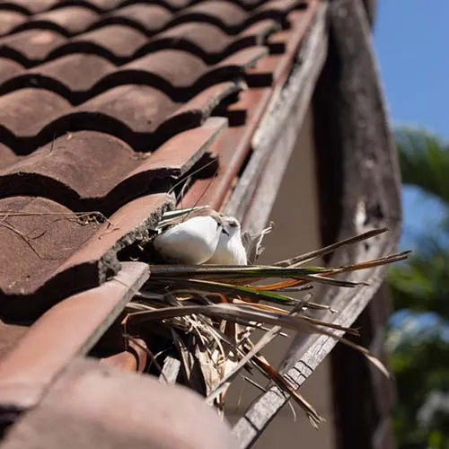 Close up birds nesting under old roof that loose or broken tiles and eaves